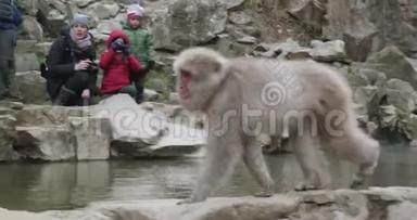 雪猴沿着温泉的边缘行走，当家人从温泉的另一边观看时